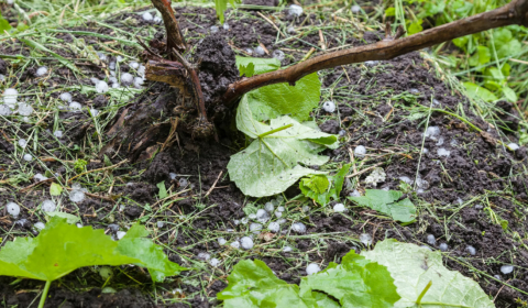 Blog post 2021 q3 uk farmers insurance hail damage