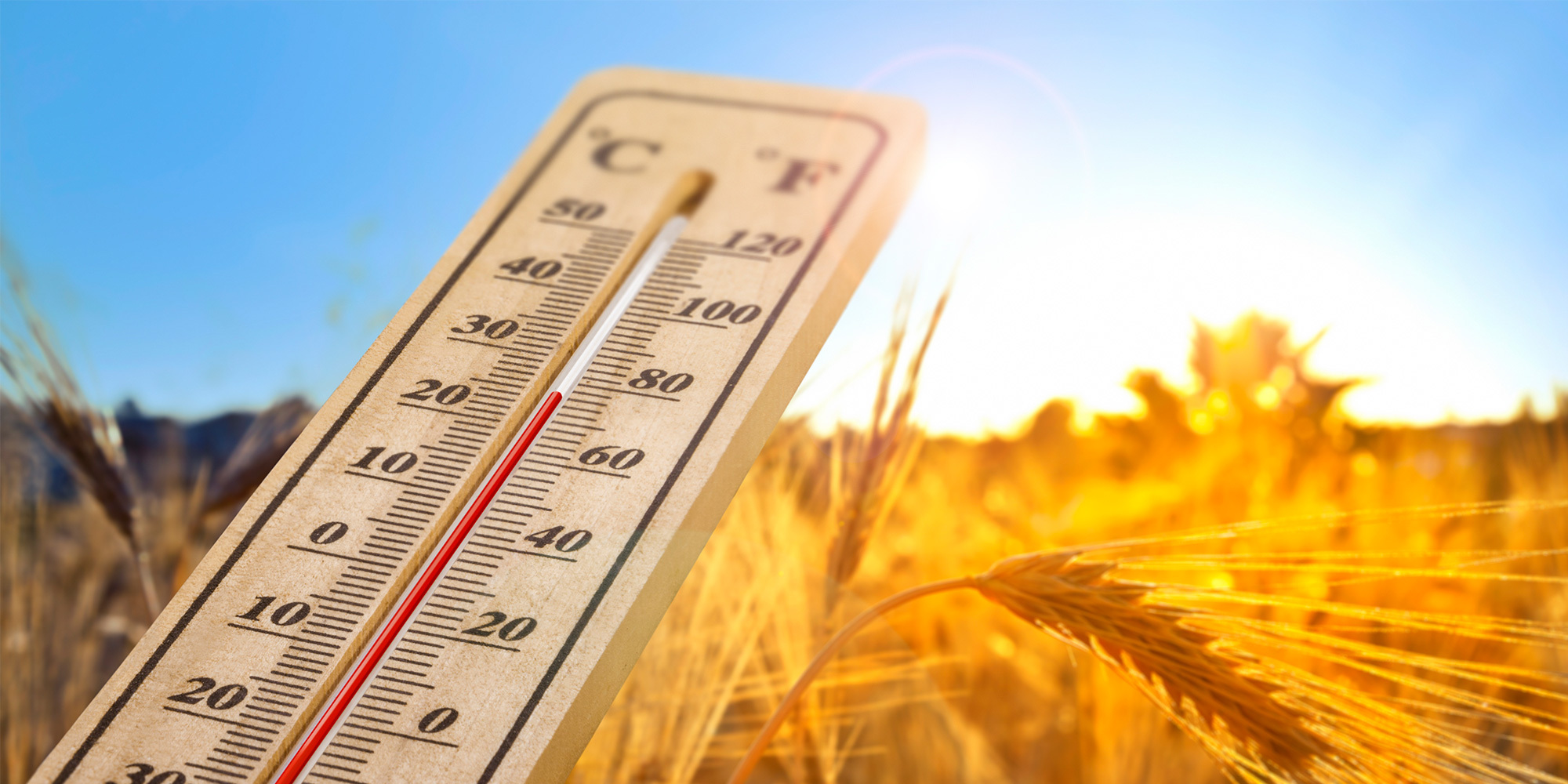 Impact of the heatwave on crops and livestock