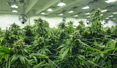 Cracking down on cannabis farms